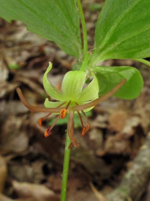 Medeola virginiana (Indian cucumber) #42706