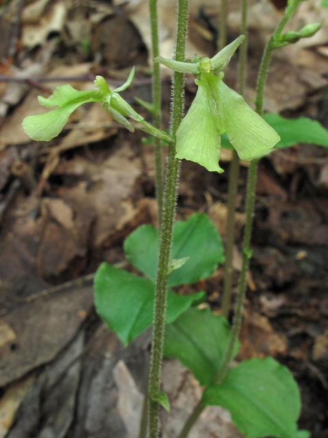 Listera smallii (Kidneyleaf twayblade) #42707