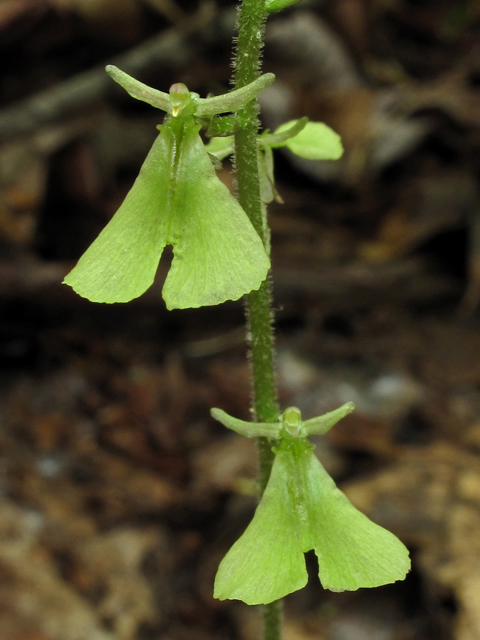 Listera smallii (Kidneyleaf twayblade) #42708