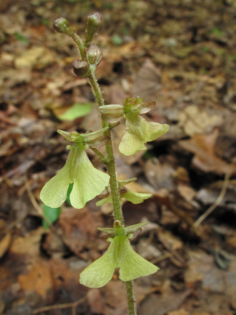 Listera smallii (Kidneyleaf twayblade) #42709