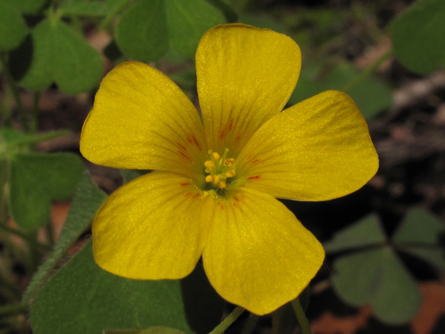 Oxalis priceae (Tufted yellow woodsorrel) #42726