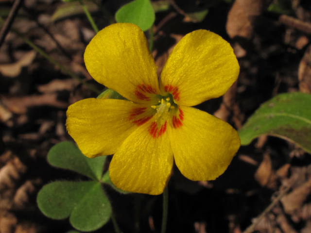 Oxalis priceae (Tufted yellow woodsorrel) #42733