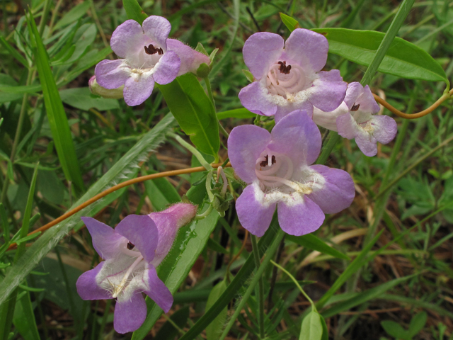 Penstemon dissectus (Dissected penstemon) #42760