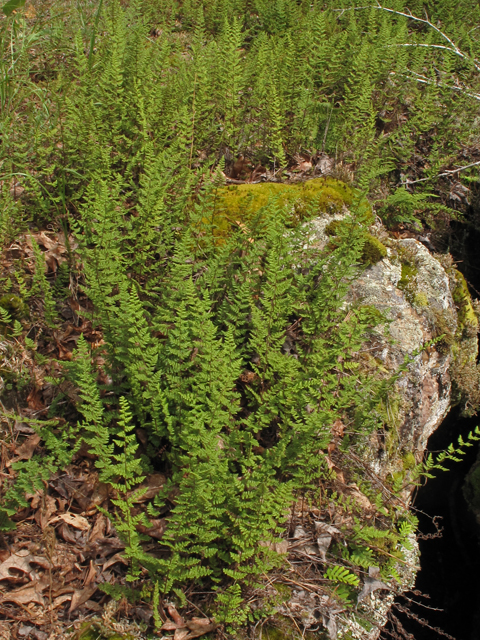 Cheilanthes lanosa (Hairy lipfern) #42761