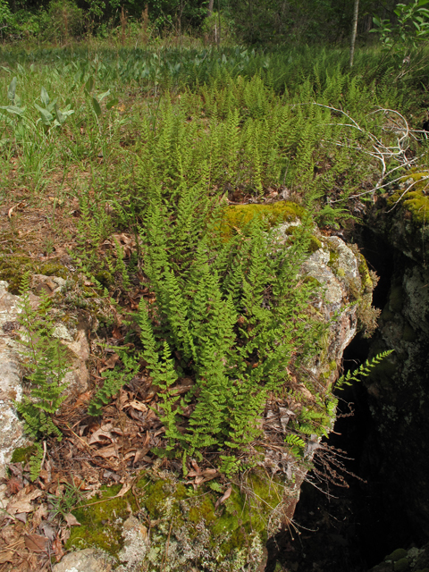 Cheilanthes lanosa (Hairy lipfern) #42762