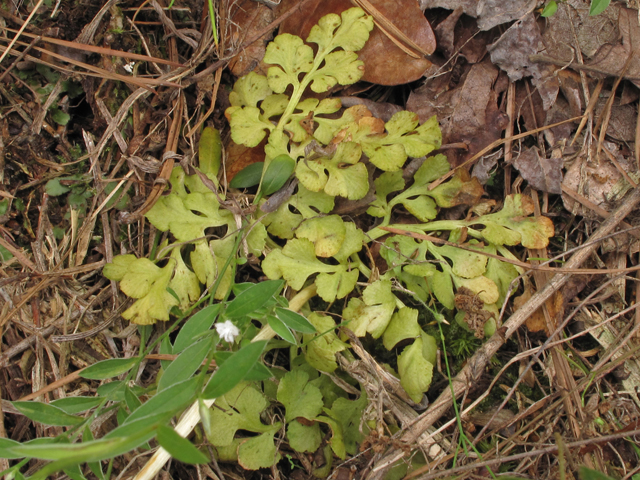 Botrychium lunarioides (Winter grapefern) #42763