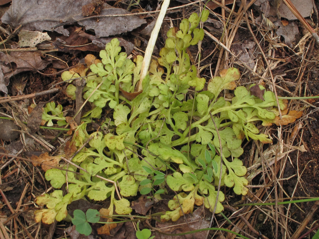 Botrychium lunarioides (Winter grapefern) #42764