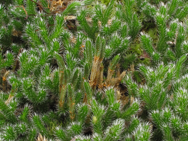 Selaginella acanthonota (Spiny spikemoss) #42765