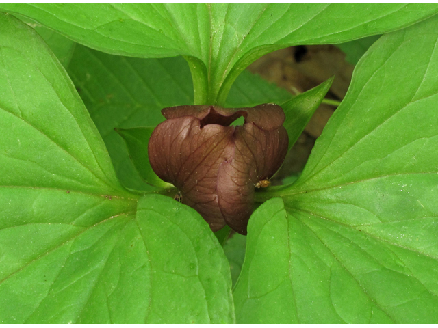 Trillium recurvatum (Prairie trillium) #42773