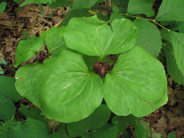 Trillium recurvatum (Prairie trillium) #42774