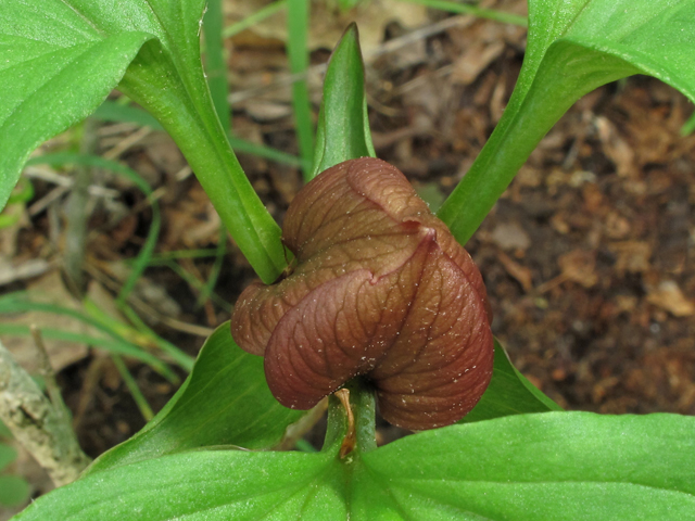 Trillium recurvatum (Prairie trillium) #42775