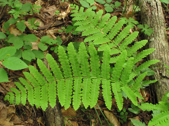 Osmunda claytoniana (Interrupted fern) #42776