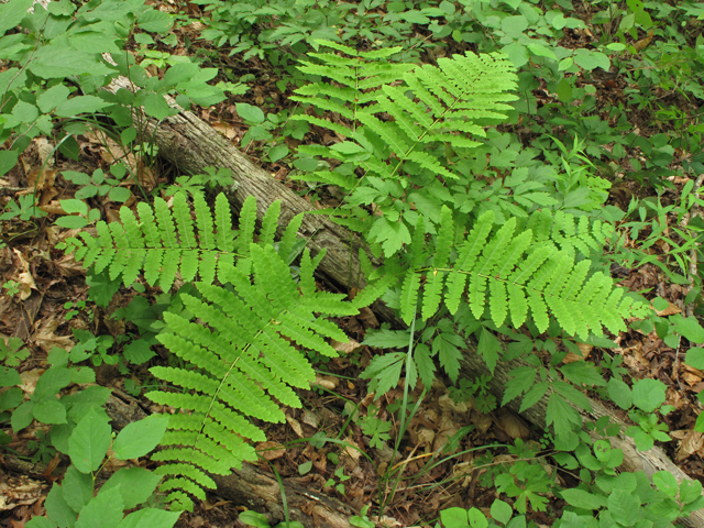 Osmunda claytoniana (Interrupted fern) #42777