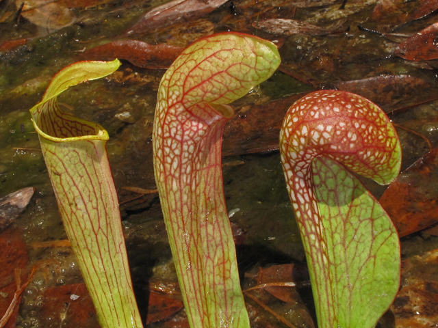 Sarracenia psittacina (Parrot pitcherplant) #42791