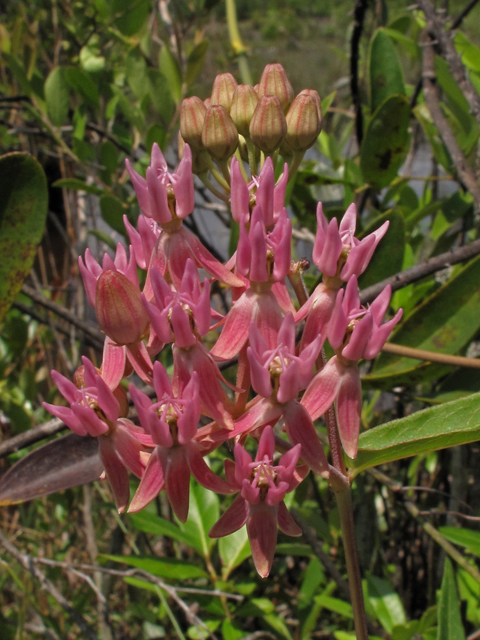 Asclepias rubra (Red milkweed) #42796