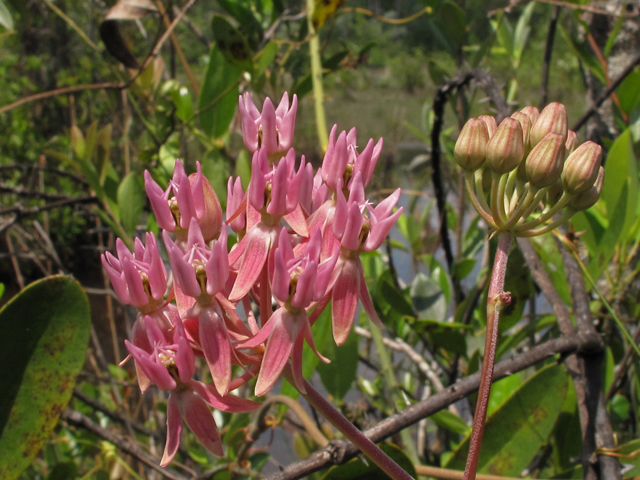 Asclepias rubra (Red milkweed) #42797