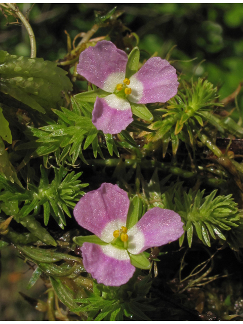 Mayaca fluviatilis (Stream bogmoss) #42800