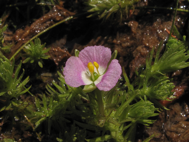 Mayaca fluviatilis (Stream bogmoss) #42801