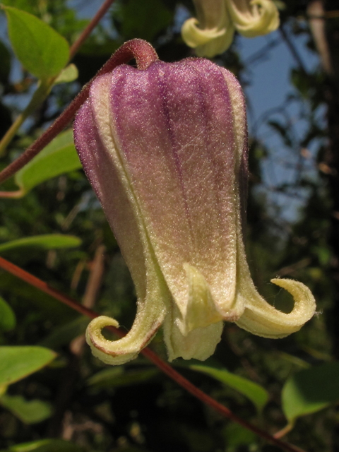 Clematis reticulata (Netleaf leather flower) #42802