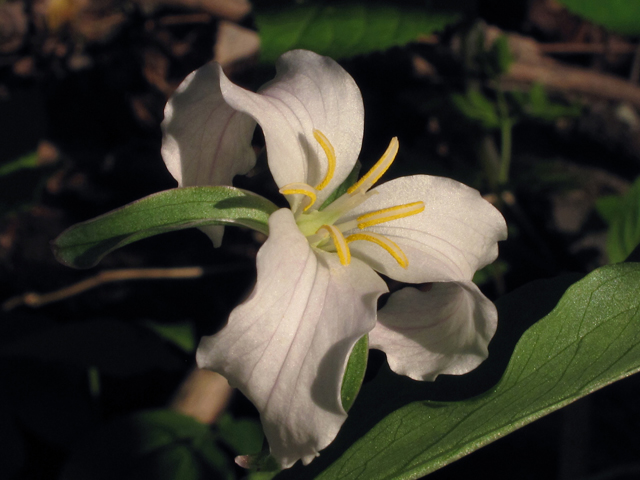 Trillium catesbaei (Bashful wakerobin) #42827