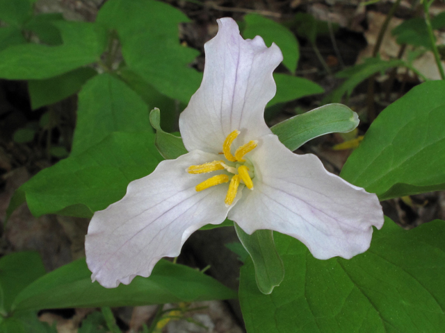 Trillium grandiflorum (White wake-robin) #42828