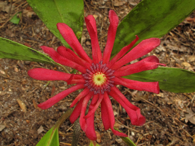 Illicium floridanum (Florida anisetree) #42832