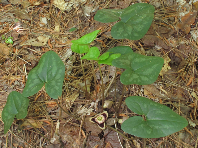 Hexastylis speciosa (Harper's heartleaf) #42835