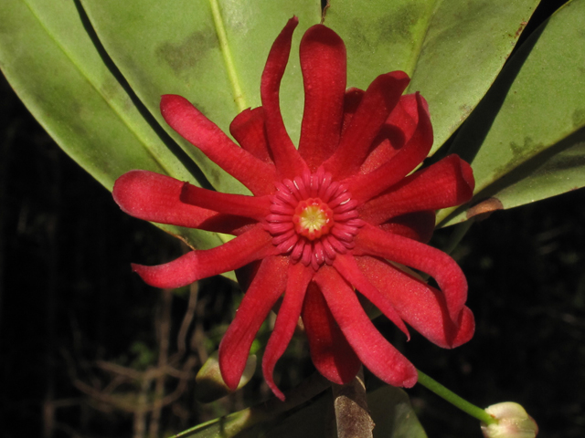 Illicium floridanum (Florida anisetree) #42836