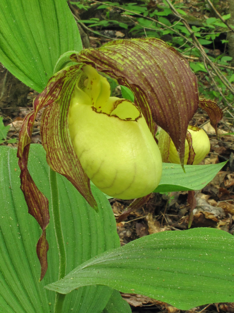 Cypripedium kentuckiense (Southern lady's-slipper) #42846