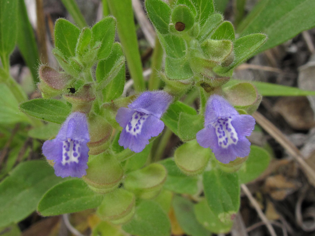 Scutellaria drummondii (Drummond's skullcap) #42850