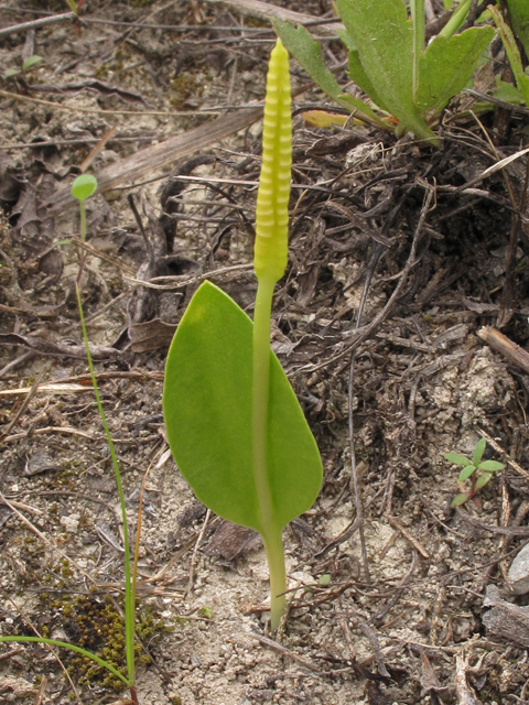 Ophioglossum engelmannii (Limestone adder's-tongue) #42851