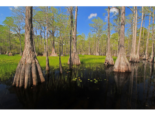 Taxodium ascendens (Pond cypress) #42854