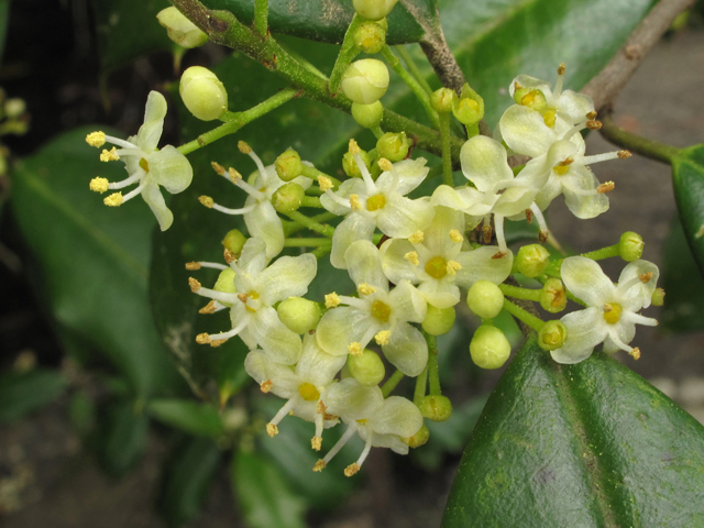 Ilex opaca (American holly) #42863