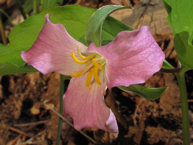 Trillium catesbaei (Bashful wakerobin) #42875