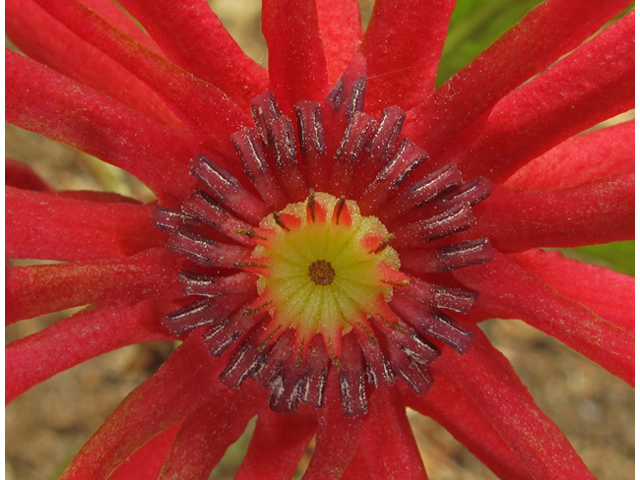 Illicium floridanum (Florida anisetree) #42878