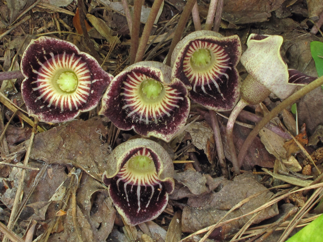 Hexastylis speciosa (Harper's heartleaf) #42884