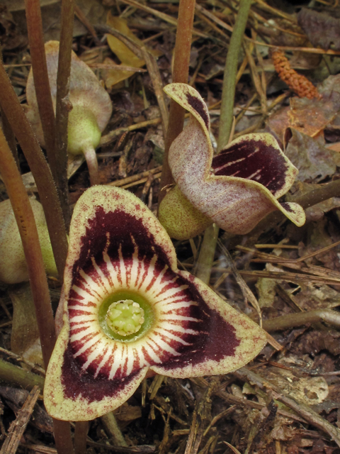 Hexastylis speciosa (Harper's heartleaf) #42885