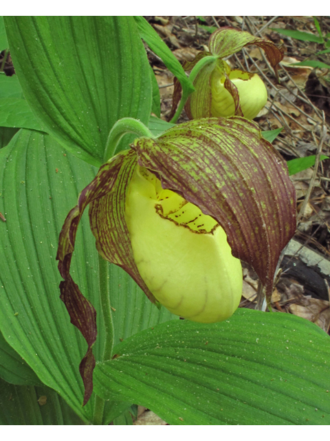 Cypripedium kentuckiense (Southern lady's-slipper) #42892