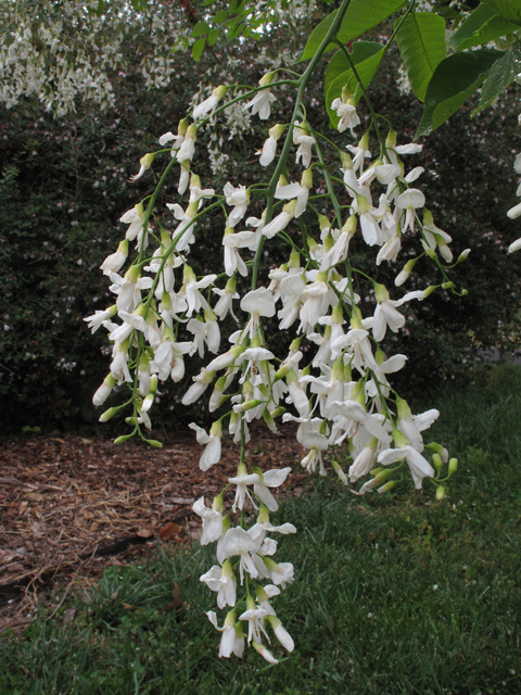 Cladrastis kentukea (Kentucky yellowwood) #42903