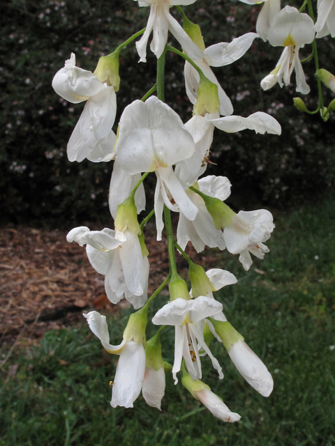 Cladrastis kentukea (Kentucky yellowwood) #42904