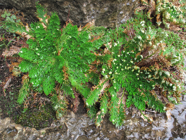 Selaginella lepidophylla (Flower of stone) #43283