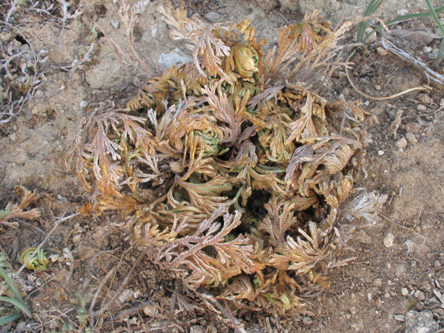 Selaginella lepidophylla (Flower of stone) #43289