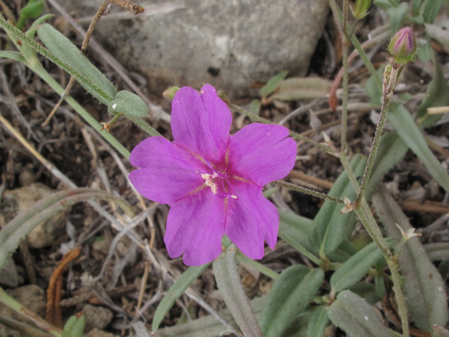 Boerhavia linearifolia (Narrowleaf spiderling) #43300