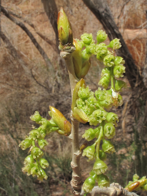 Populus fremontii (Fremont cottonwood) #43321