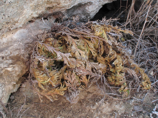 Selaginella lepidophylla (Flower of stone) #43322