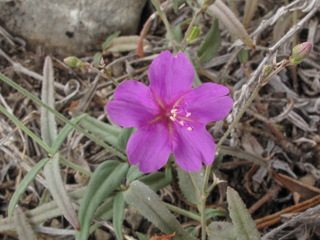 Boerhavia linearifolia (Narrowleaf spiderling) #43328