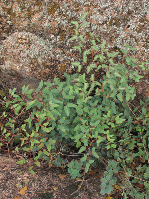 Pellaea ovata (Ovateleaf cliffbrake) #43339