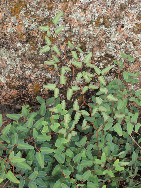 Pellaea ovata (Ovateleaf cliffbrake) #43344