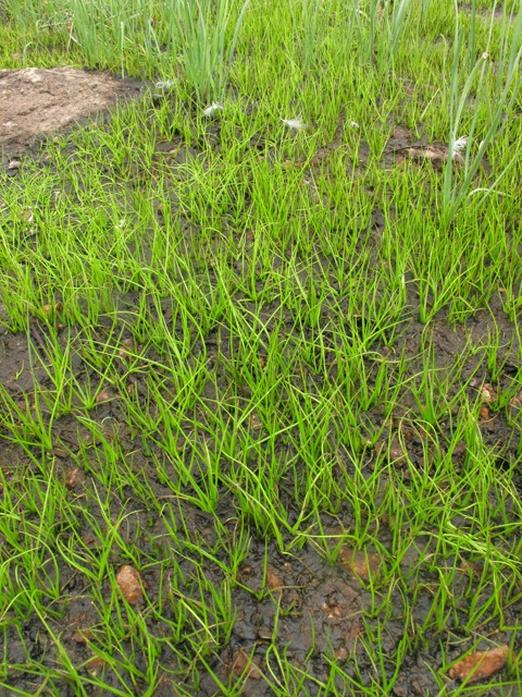 Isoetes lithophila (Rock quillwort) #43354