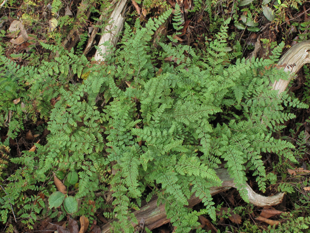 Cheilanthes lanosa (Hairy lipfern) #43358